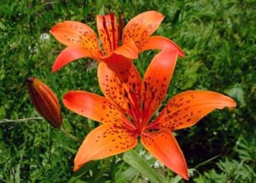 Когда пересаживать лилии в Сибири. Сорта лилии для Сибири