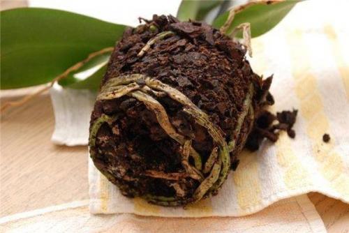 Когда пересаживать орхидею. Признаки необходимости