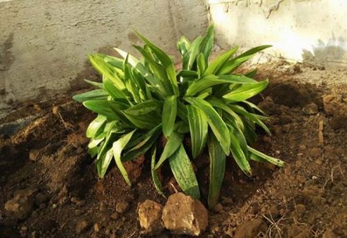 Как пересадить лилию в другое место. Когда пересаживать лилии осенью, чтобы избежать ошибок