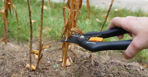 Как пересадить лилию в другое место. Когда пересаживать лилии осенью, чтобы избежать ошибок