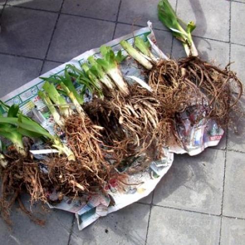 Когда пересаживать лилии и лилейники. Когда можно пересаживать лилейники