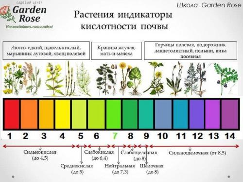 Как подкислить почву в горшке. Кислая почва для гортензии. Как сделать кислую почву +5 способов