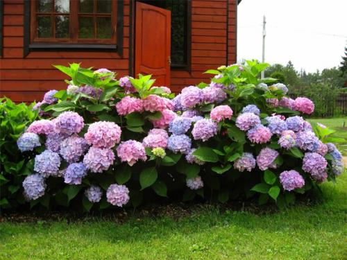 Как подкислить почву на огороде. Минеральные соединения 12 Как подкислить почву на огороде. Минеральные соединения 12