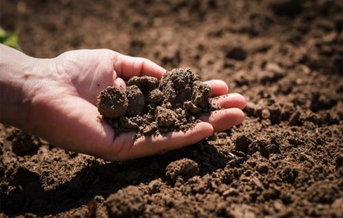 Как подкислить почву для малины. Степень кислотности грунта