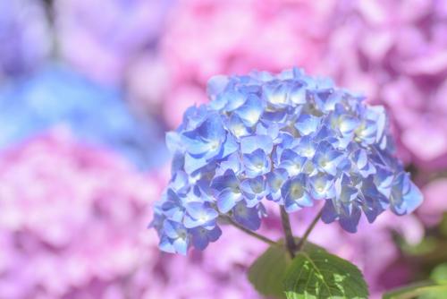 Как подкислить почву в горшке. Кислая почва для гортензии. Как сделать кислую почву +5 способов