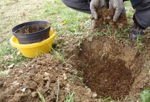 Как подкислить почву для малины. Степень кислотности грунта