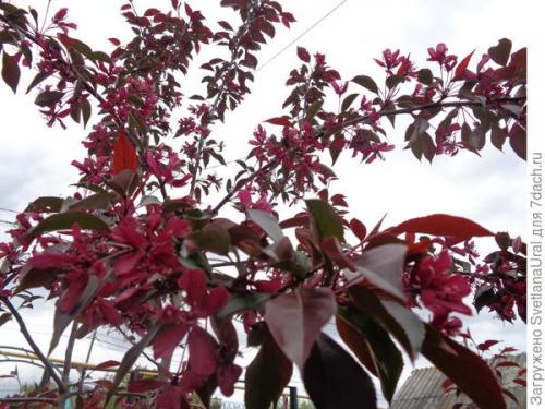 Можно ли выращивать сорта яблонь с розовыми плодами в домашних условиях. Яблоня - это не только несколько килограммов яблок, но ещё и сказочная красота!