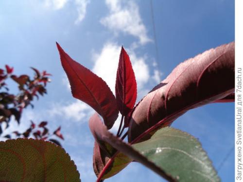 Можно ли выращивать сорта яблонь с розовыми плодами в домашних условиях. Яблоня - это не только несколько килограммов яблок, но ещё и сказочная красота!