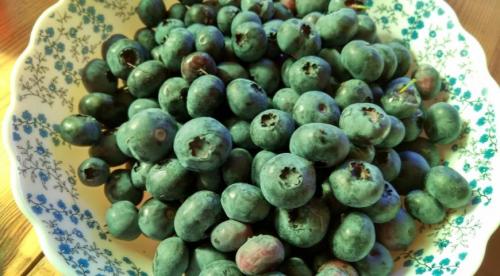 Посадка высокорослой голубики. Как правильно сажать голубику 01