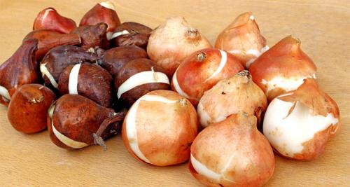 Посадка тюльпанов осенью под зиму – сроки и особенности посадки