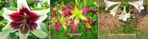 Посадка луковиц лилий в августе. Общие рекомендации по местоположению