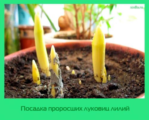 Посадка луковиц лилий осенью. Когда сажать луковицы лилии осенью 12