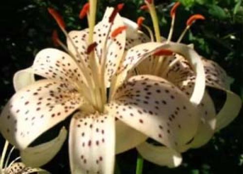 Посадка лилий осенью в Сибири. Сорта лилии для Сибири