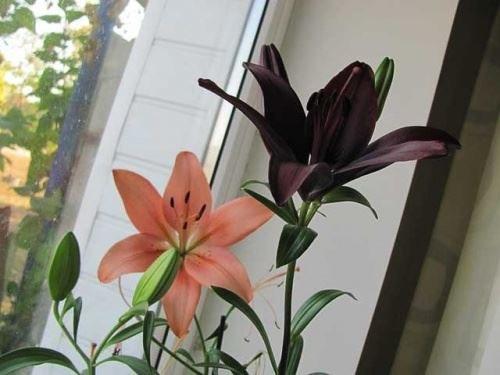 Посадка луковиц лилий осенью. Когда сажать луковицы лилии осенью 15