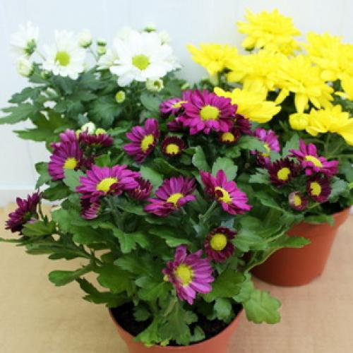 Осенний уход за хризантемами. Уход за хризантемами осенью и подготовка к зимнему укрытию 23