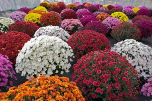 Нужно ли обрезать хризантемы на зиму. Когда обрезать хризантемы на зиму: сроки, правила, особенности процедуры