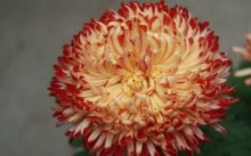 Как обрезать хризантему после цветения. Как обрезать хризантему в горшке после цветения