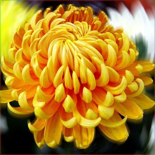 Как обрезать хризантему после цветения. Как обрезать хризантему в горшке после цветения