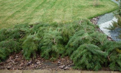 Хризантема зимовка. Как сохранить цветы в грунте зимой