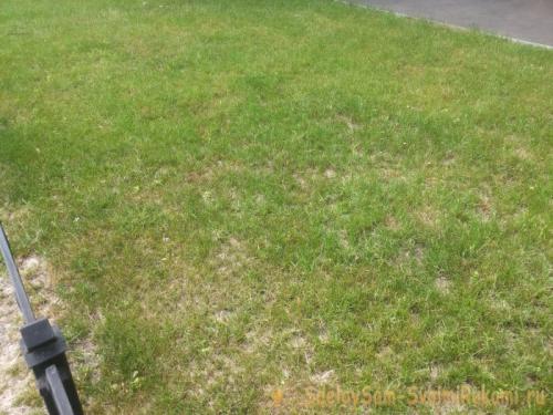 Зола осенью. Зола в саду, на огороде и газоне