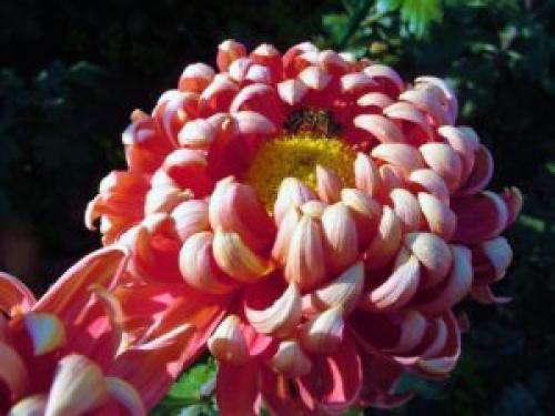 Осенний уход за хризантемами. Уход за хризантемами осенью и подготовка к зимнему укрытию 17