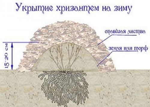 Хризантема зимовка. Как сохранить цветы в грунте зимой