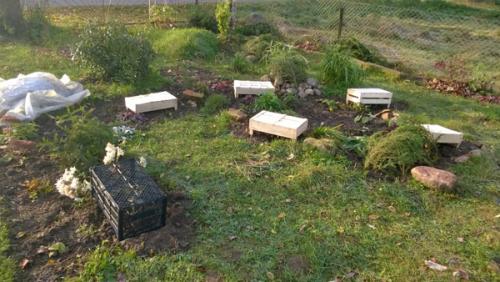 Хризантема зимовка. Как сохранить цветы в грунте зимой