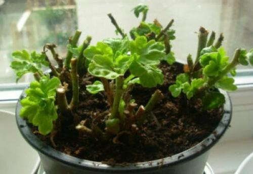 Нужно ли обрезать хризантемы на зиму. Когда обрезать хризантемы на зиму: сроки, правила, особенности процедуры