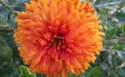 Как обрезать хризантему после цветения. Как обрезать хризантему в горшке после цветения