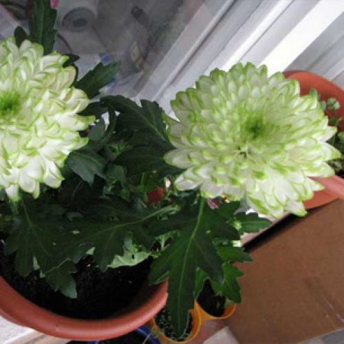 Осенний уход за хризантемами. Уход за хризантемами осенью и подготовка к зимнему укрытию 25