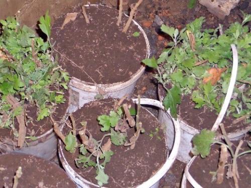 Хризантема зимовка. Как сохранить цветы в грунте зимой