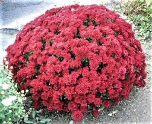 Осенний уход за хризантемами. Уход за хризантемами осенью и подготовка к зимнему укрытию 20