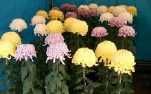 Как обрезать хризантему после цветения. Как обрезать хризантему в горшке после цветения