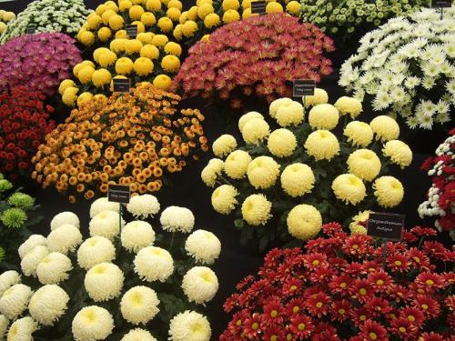 Как обрезать хризантему мультифлору. Хризантема мультифлора - изящное совершенство