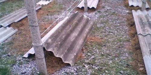 Хризантема зимовка. Как сохранить цветы в грунте зимой