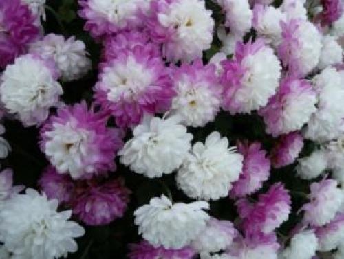 Осенний уход за хризантемами. Уход за хризантемами осенью и подготовка к зимнему укрытию 19