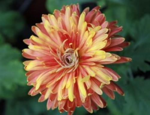 Осенний уход за хризантемами. Уход за хризантемами осенью и подготовка к зимнему укрытию 18