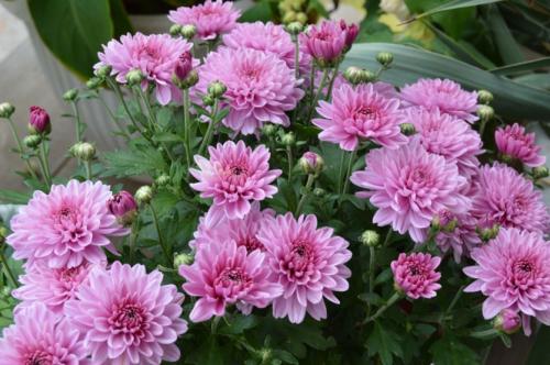 Как обрезать хризантему мультифлору. Хризантема мультифлора - изящное совершенство