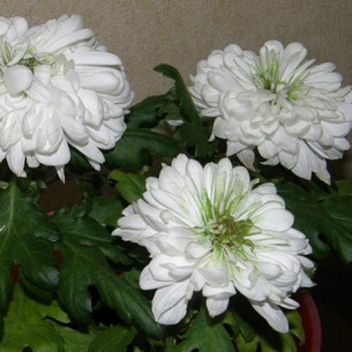 Осенний уход за хризантемами. Уход за хризантемами осенью и подготовка к зимнему укрытию 26