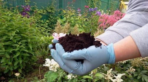 Кислотность почвы для гортензии крупнолистной. Какую почву любит гортензия и как ее подкислить?