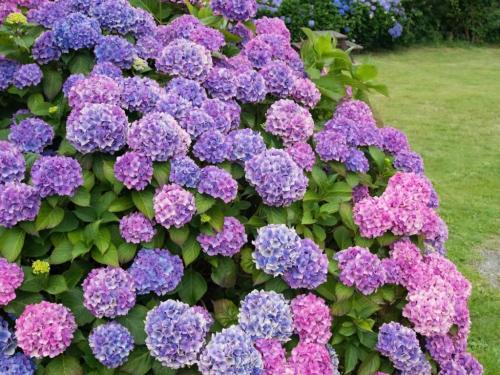 Как повысить кислотность почвы в огороде. Способы подкисления почвы. Как это сделать правильно 11