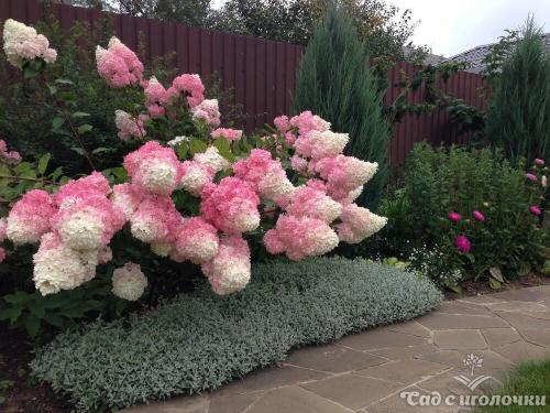 Как повысить кислотность почвы в огороде. Способы подкисления почвы. Как это сделать правильно 03