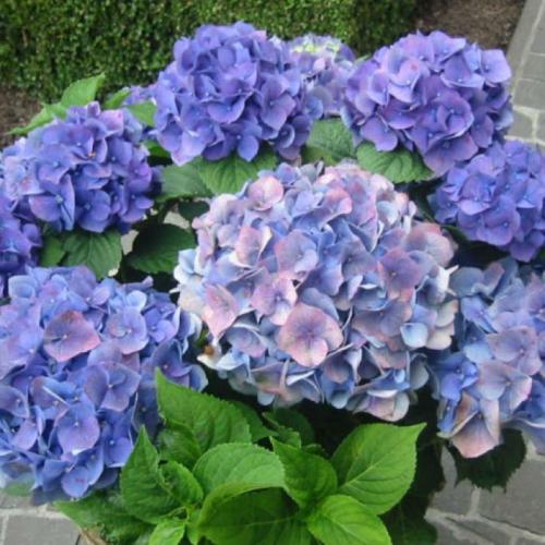 Как повысить кислотность почвы в огороде. Способы подкисления почвы. Как это сделать правильно 10