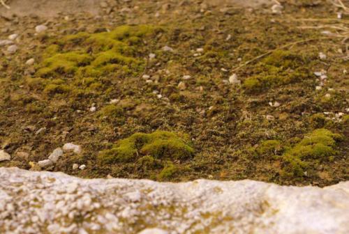 Как определить кислотность почвы по растениям. Как легко определить кислотность почвы по сорнякам