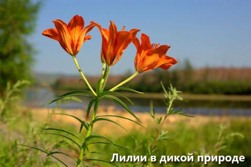 Когда садить лилии луковицы. Описание растения