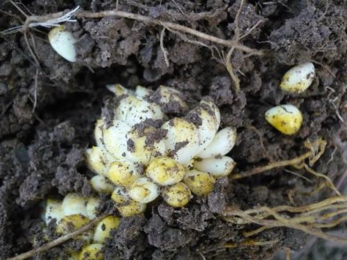 Когда выкапывать лилии и сажать. Когда сажать лилии луковицей в открытый грунт: осенью или весной