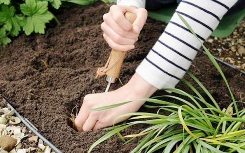 Благоприятные дни для посадки лилий. Сроки посадки лилий в 2021 году