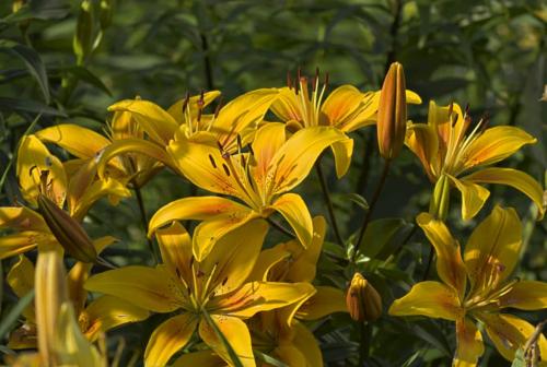 Когда выкапывать лилии и сажать. Когда сажать лилии луковицей в открытый грунт: осенью или весной