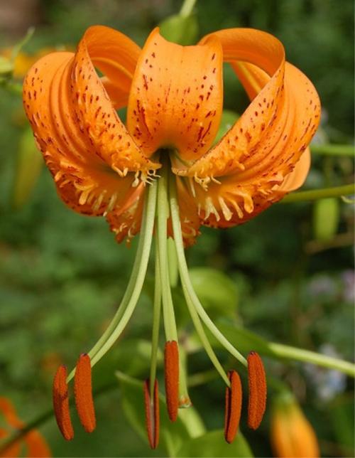 Когда садить лилии луковицы. Описание растения