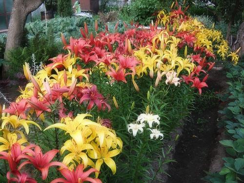 Поздняя посадка лилий. Выращивание лилий в открытом грунте: правила и советы